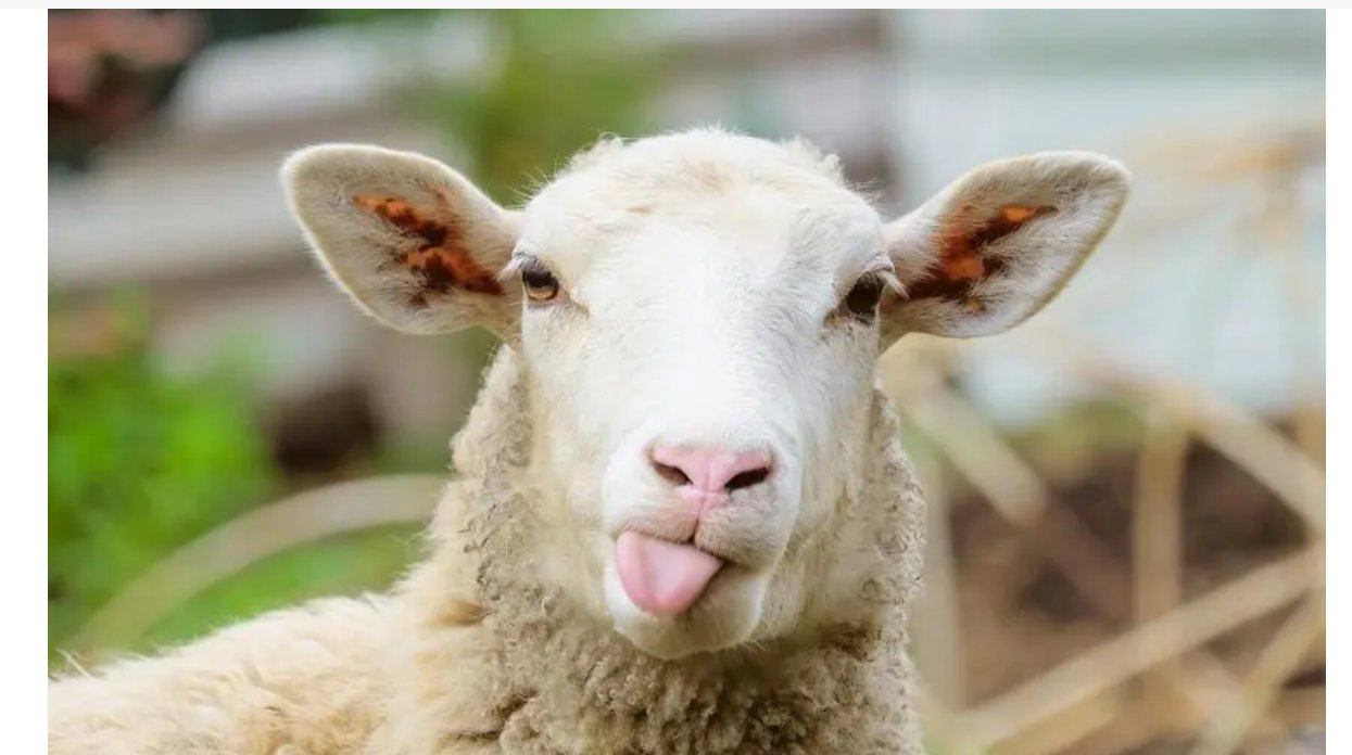 慈悲为怀打一准确生肖