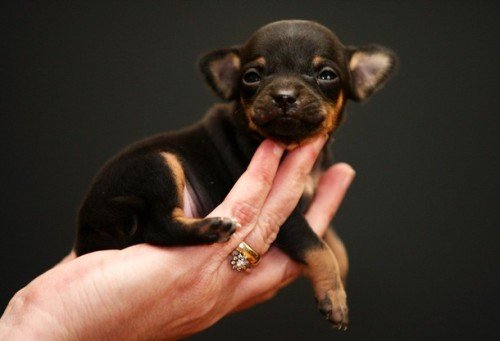 迷你博客的介绍