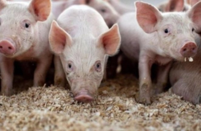 吃喝嫖赌打一个生肖