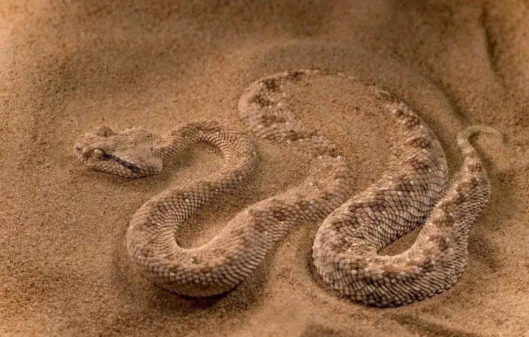 非洲十大毒蛇排行