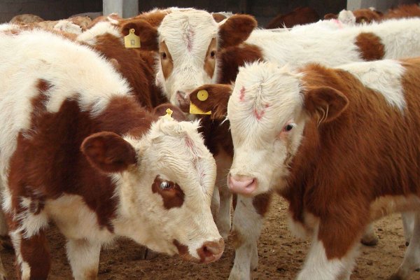 卒岁穷年指一生肖