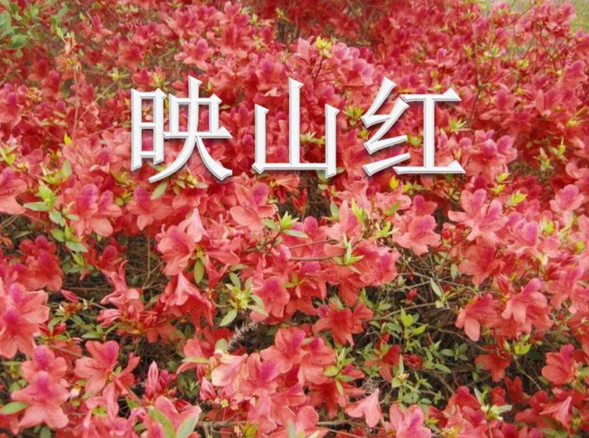 歌曲《映山红》原唱