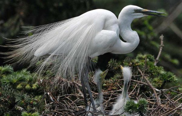蓑毛在字典里是什么意思？