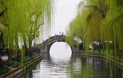 西湖标配垂柳变月季,为何会遭到当地居民的吐槽?