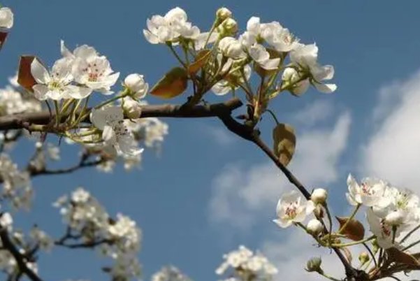 清明的名言名句