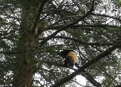 熊猫会爬树吗？？？