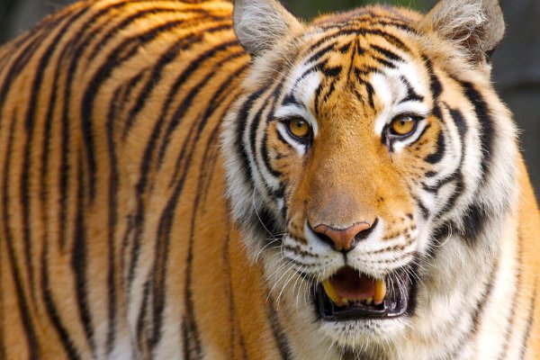 秋风衰草什么肖