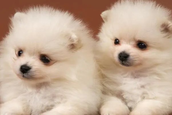 三年级小狗学叫第三种结局续写