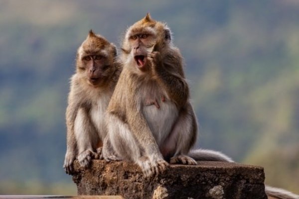聪明伶俐的动物是什么生肖