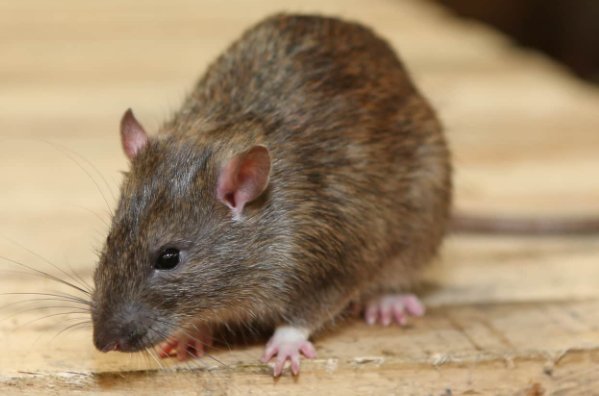 百感交集的意思是什么生肖