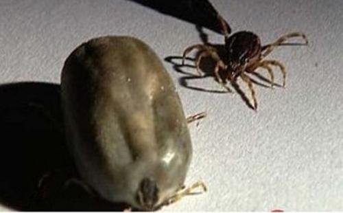 牛身上的虫子叫什么？