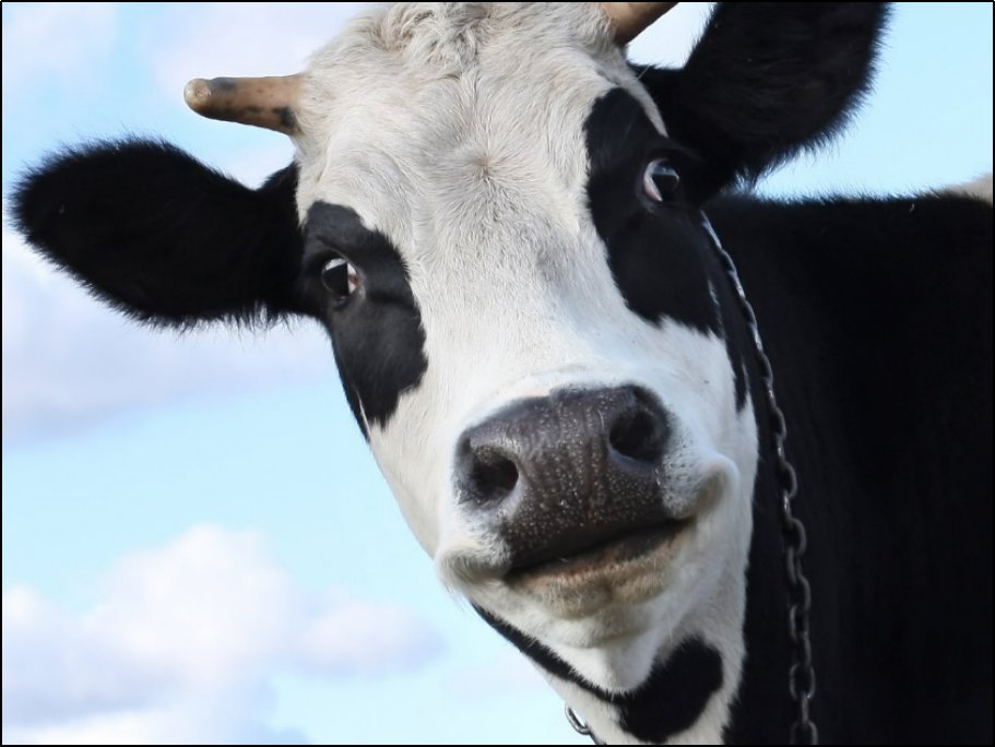 牛的眼里有几种颜色