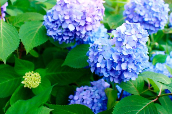 仿写植物妈妈有办法写一段话石榴