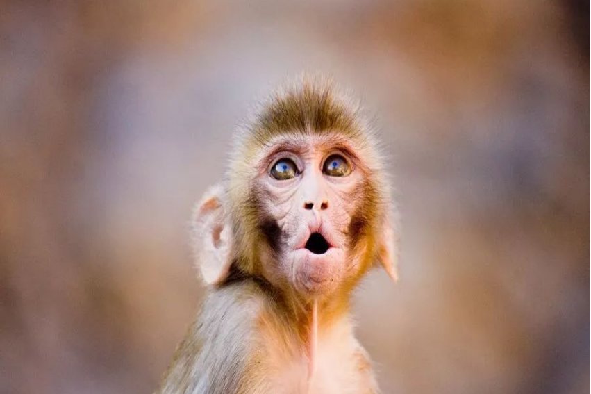 重出江湖代表什么生肖