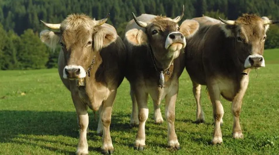 阴雨绵绵的生肖