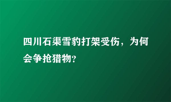 四川石渠雪豹打架受伤，为何会争抢猎物？