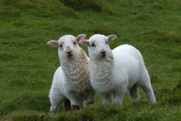 起居无时什么肖