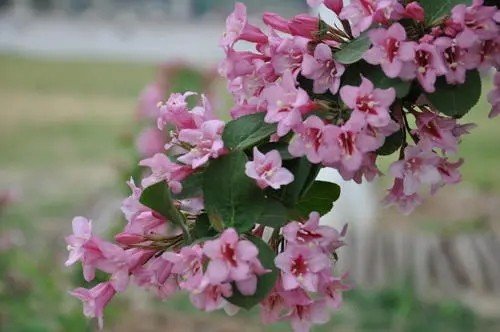 海棠po是什么意思