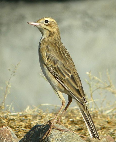 田鹨的物种特征