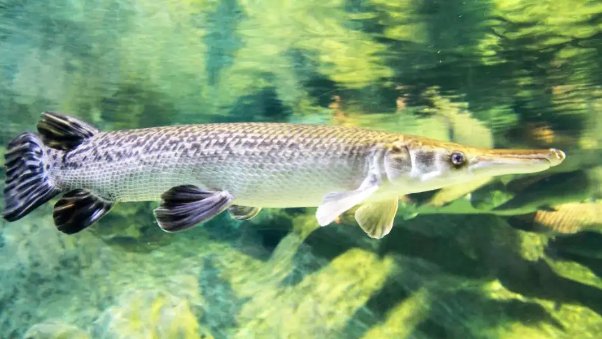 多地报告“怪鱼”鳄雀鳝肆虐，究竟是谁在作怪？