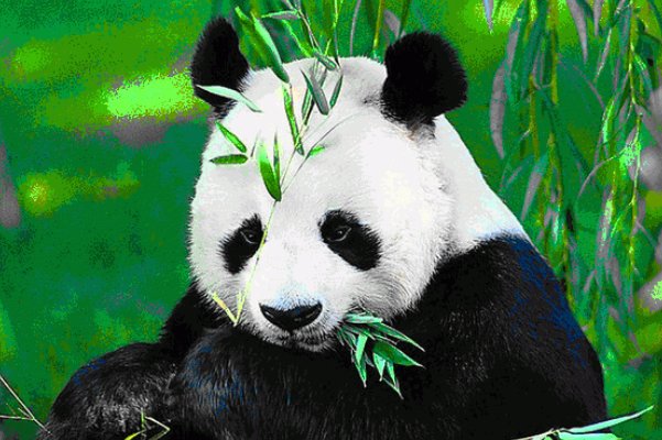 最正确答案打一动物