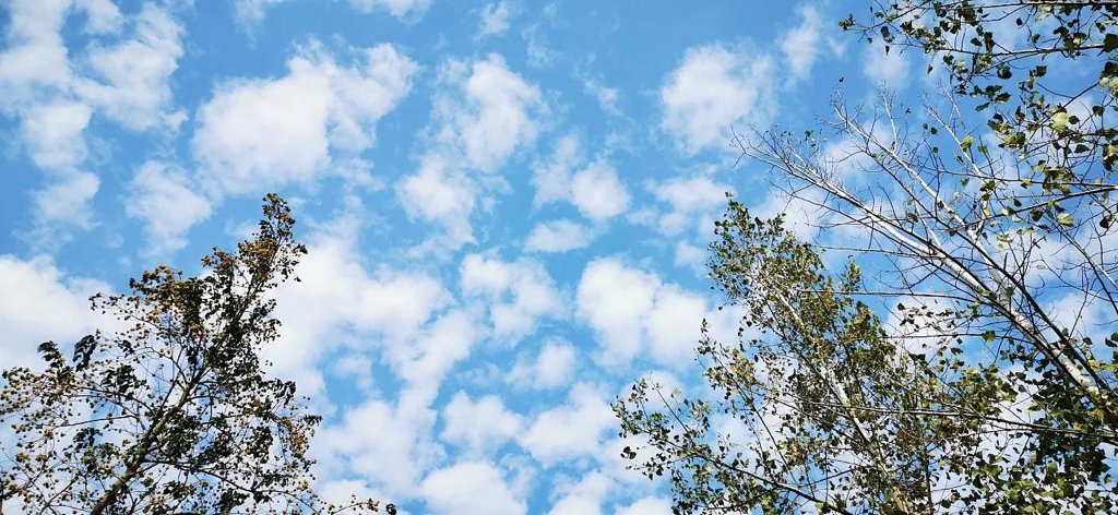 云淡风轻打一正确生肖？