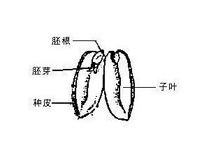 求种子内部解剖图