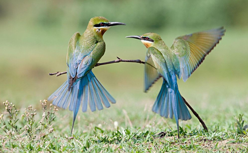 鸟和甲找出13个常见字