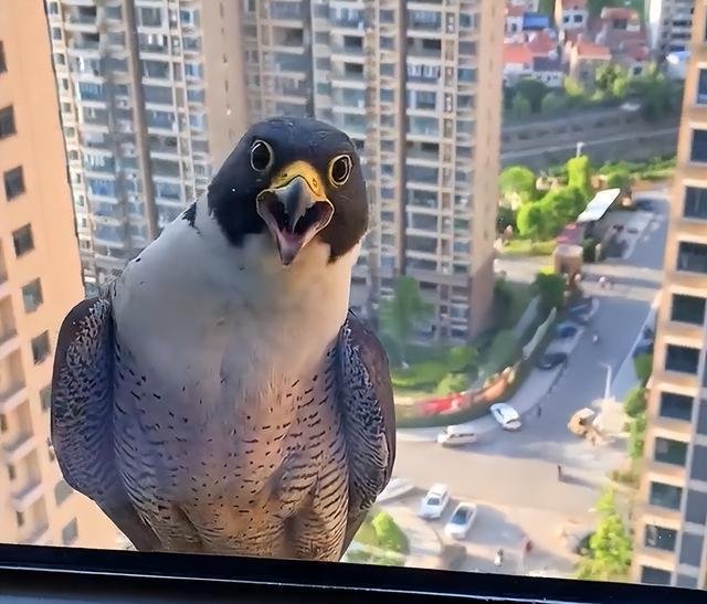 湖北一窗台飞来不明身份大鸟，男子逗它玩反遭嘲笑，这究竟是什么鸟？