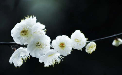 清明寄语怎么写10字