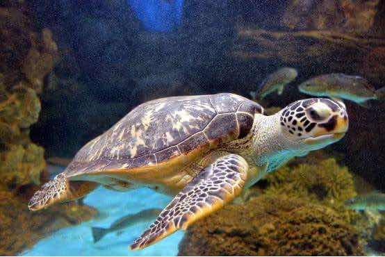 如何看待乌龟离家出走74天只走了200米这件事呢