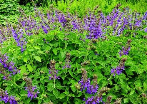 穷途末路是什么动物？