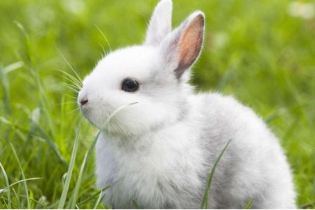 大器晚成是什么生肖?