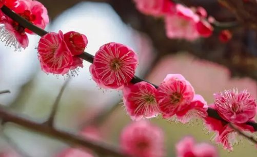 可惜梅花各心事 南枝向暖北枝寒什么意思