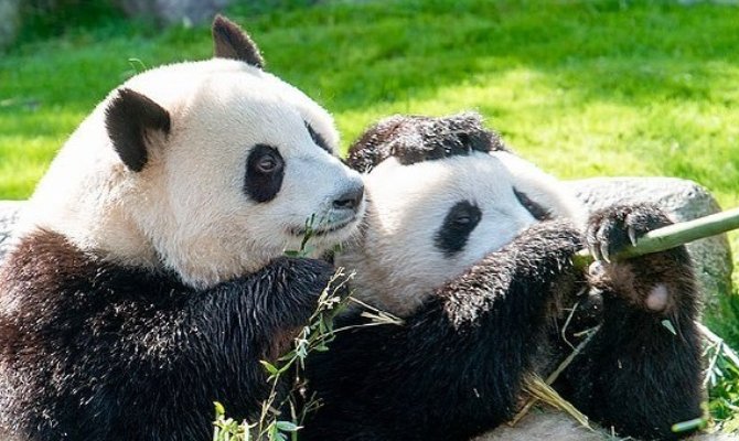 演古劝今猜一个动物