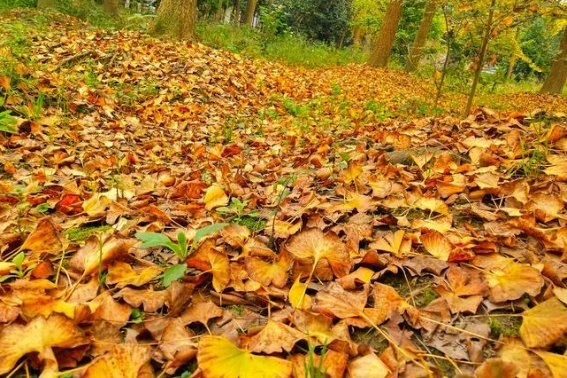 用落造句二年级上册