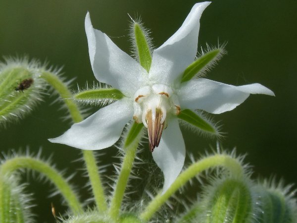 代表神明救赎的花