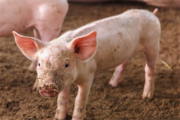 你如何看待南京一猪企收到雪花般降薪请愿书这件事？