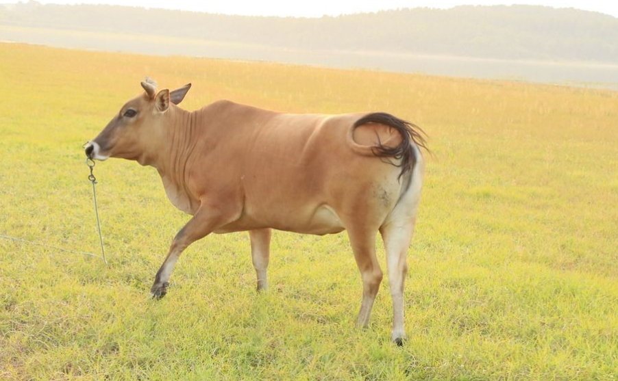 阴雨绵绵的生肖