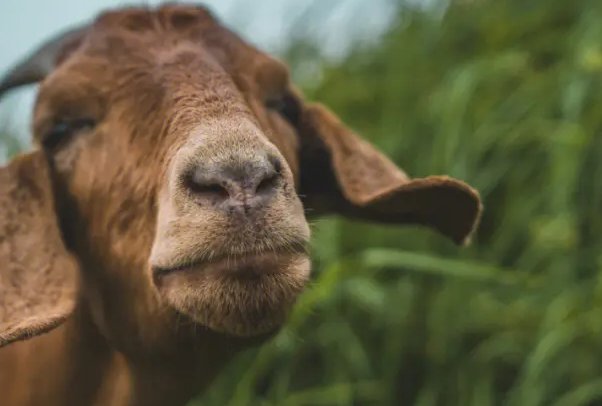 割须换袍是什么意思打一生肖