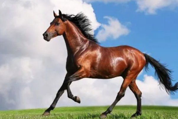 泼水难收形容什么动物