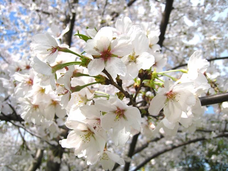 樱花是典型的先花后叶的植物吗？