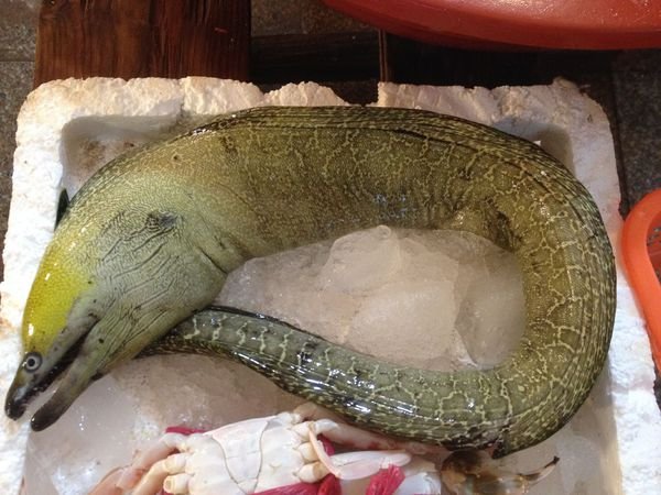 求科普！打鱼打到这么个东东！这个是什么啊！