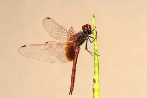 6只脚的动物有哪些