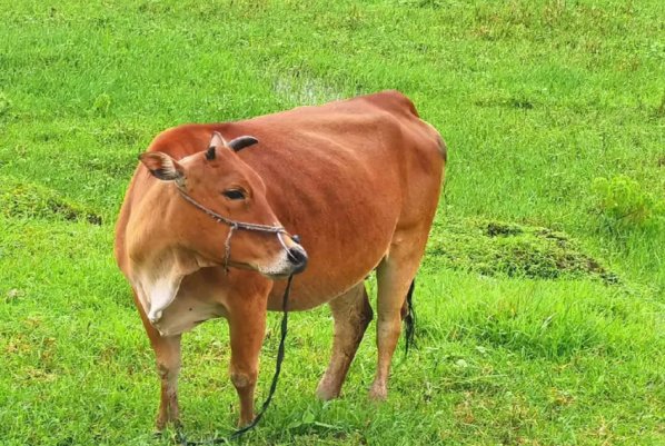 我们和地球猜一猜:在牛的眼中,能看到什么颜色黑色和白色红色和绿色题目来源﹣