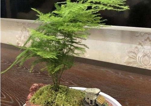 文竹有几种品种？