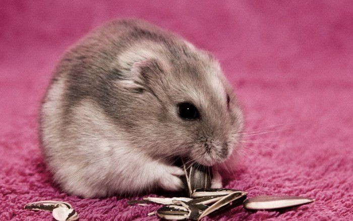 世界上最恶心的仓鼠