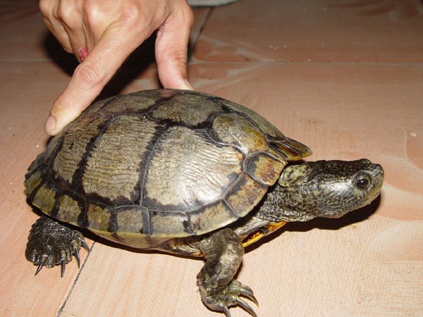 请问这是什么品种的乌龟？