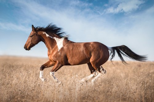 眼疾手快是什么动物