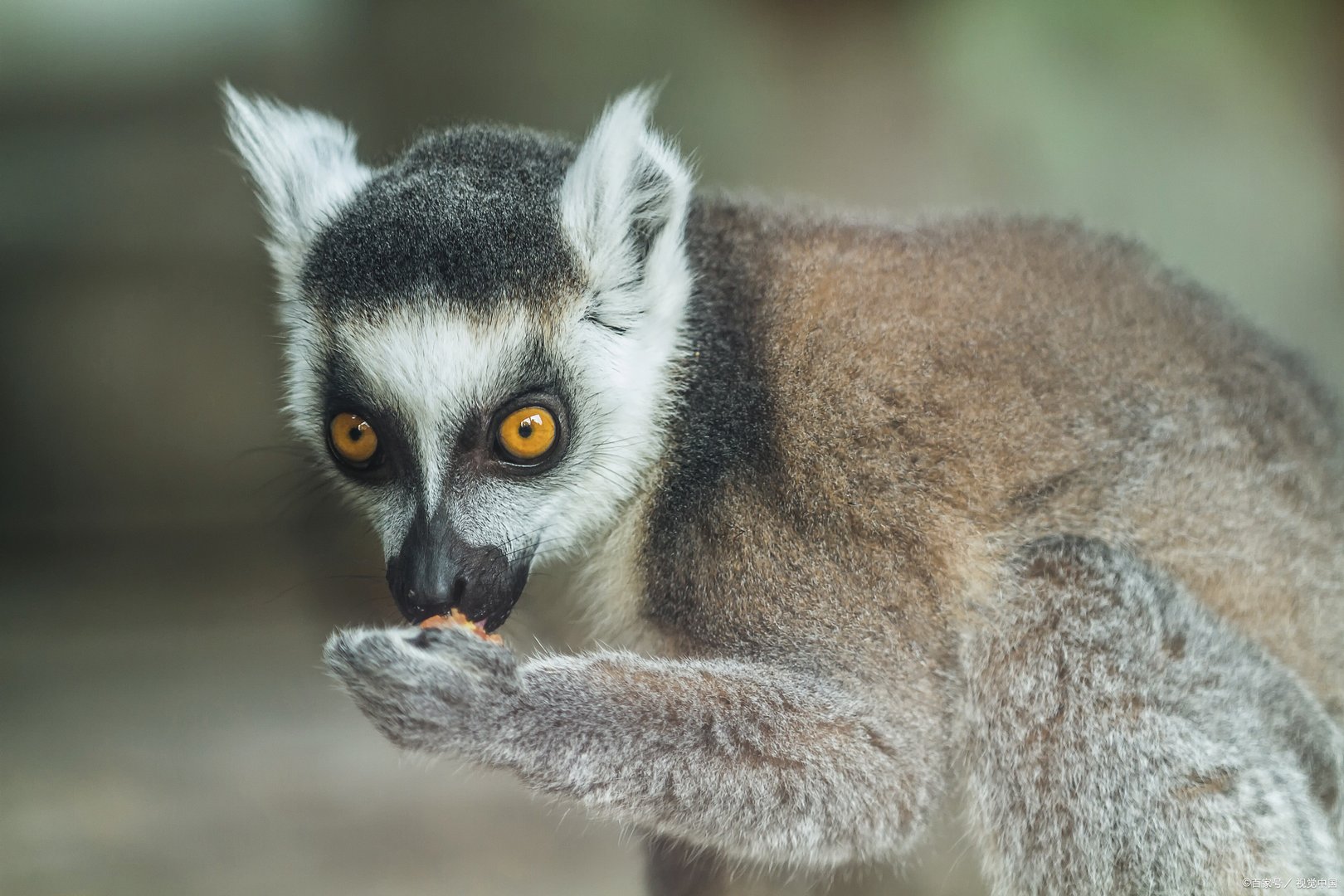 四川地震60秒众生相：震懵了猫，动物们在天灾来临时作何反映？